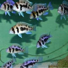 Load image into Gallery viewer, Black Widow Frontosa Cichlid (Cyphotilapia frontosa)
