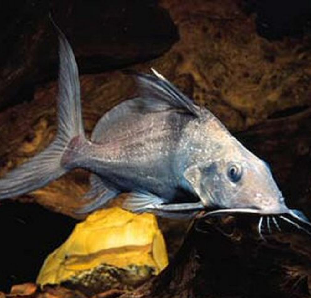 Moustache Synodontis Catfish (Hemisynodontis membranaceus)