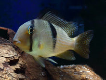 Load image into Gallery viewer, Bandit Cichlid (Guianacara dacrya)
