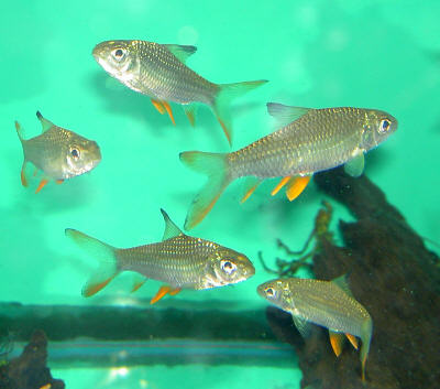 Jerdoni's Barb (Hypsibarbus jerdoni)