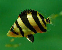 Load image into Gallery viewer, Siamese Tiger Fish (Datnioides pulcher)
