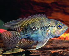 Load image into Gallery viewer, Bigeye Cichlid (Acaronia nassa)
