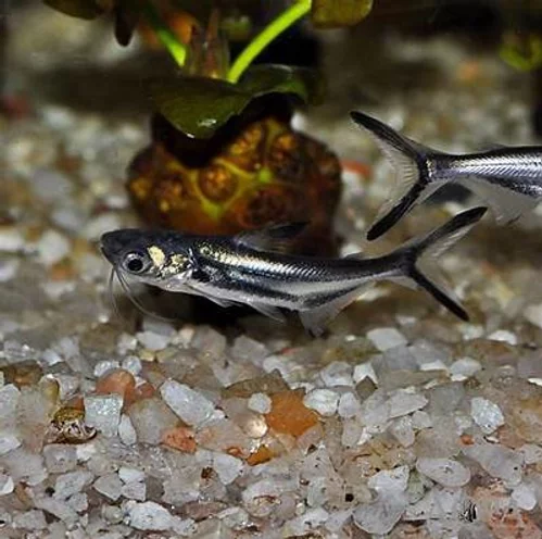 Black Ear Pangasius Catfish (Pangasius larnaudii)