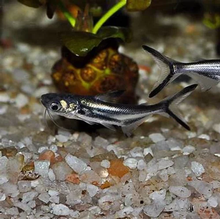 Load image into Gallery viewer, Black Ear Pangasius Catfish (Pangasius larnaudii)
