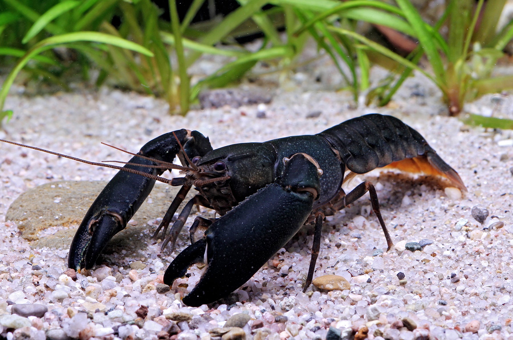 Black Kong Zebra Crayfish (Cherax sp)