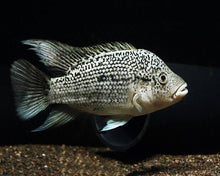 Load image into Gallery viewer, Haitian Cichlid (Nandopsis haitiensis)
