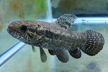 Load image into Gallery viewer, Black Wolf Fish (Hoplias curupira)
