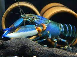 Blue Kong Zebra Crayfish (Cherax sp)