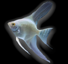 Load image into Gallery viewer, Bulgarian Green Seal Point Angelfish (Pterophyllum scalare sp)
