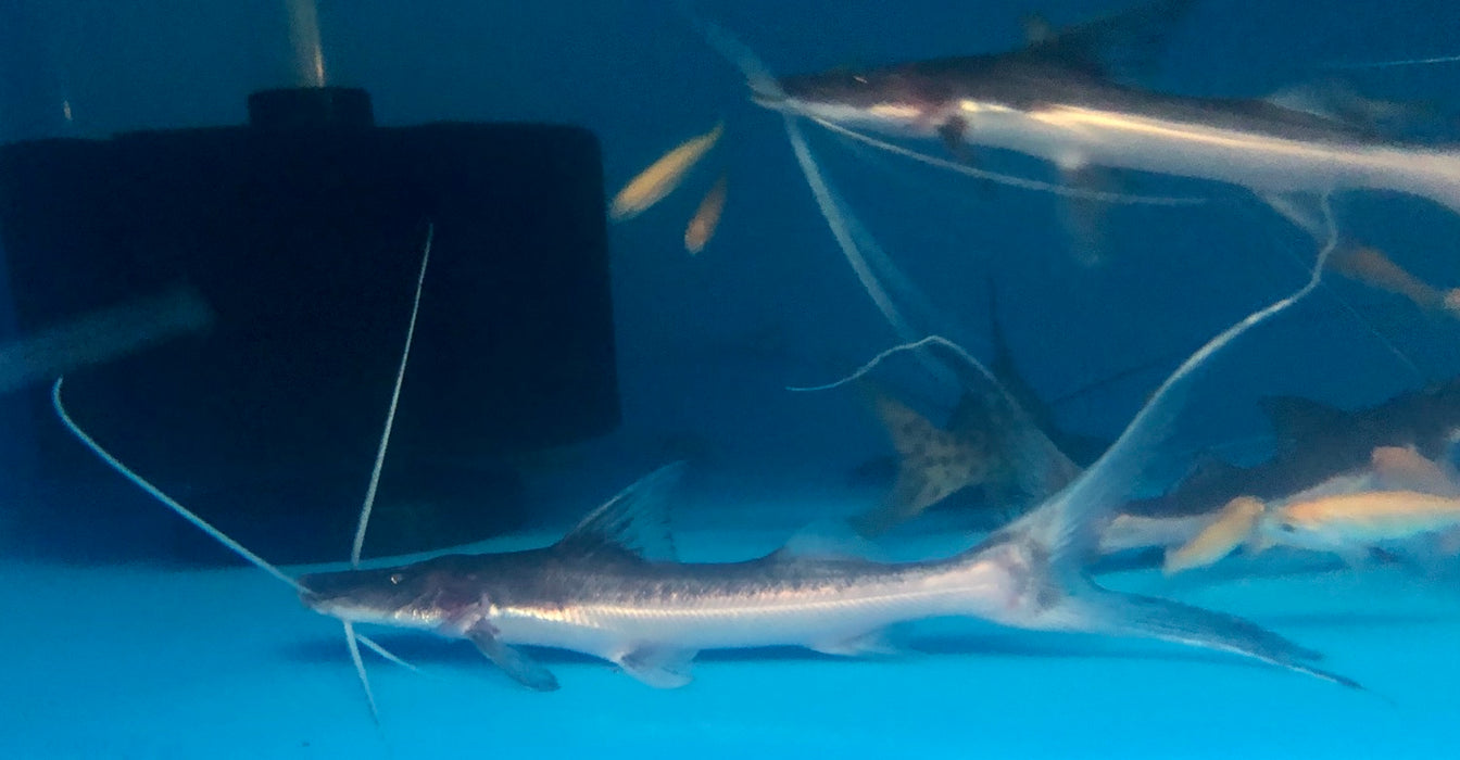 Tabla Barba Slobbering Catfish (Brachyplatystoma platynemum)