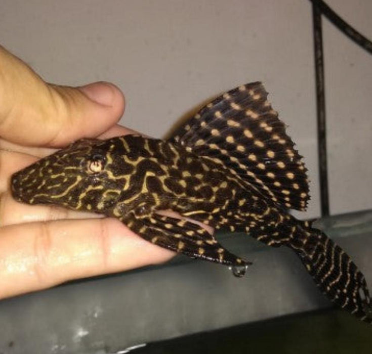 Parnaibae Sailfin Pleco (Pterygoplichthys parnaibae)