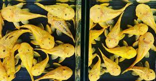 L056 Yellow and Black Rubber Pleco (Parancistrus aurantiacus)