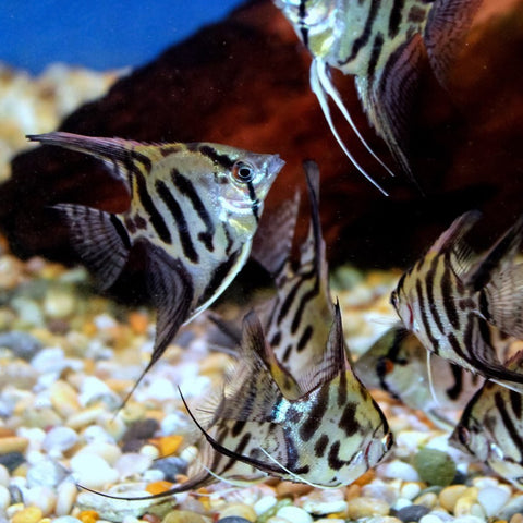 Pinoy Clown Angelfish (Pterophyllum scalare sp) – Predatory Fins
