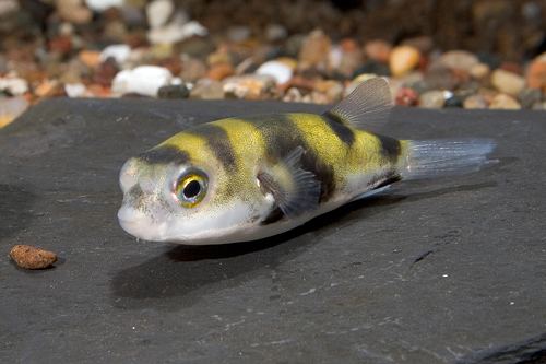 Amazon Puffer Fish (Colomesus asellus) — Predatory Fins