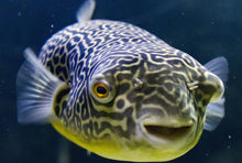 Load image into Gallery viewer, Giant Mbu Puffer Fish (Tetraodon mbu)
