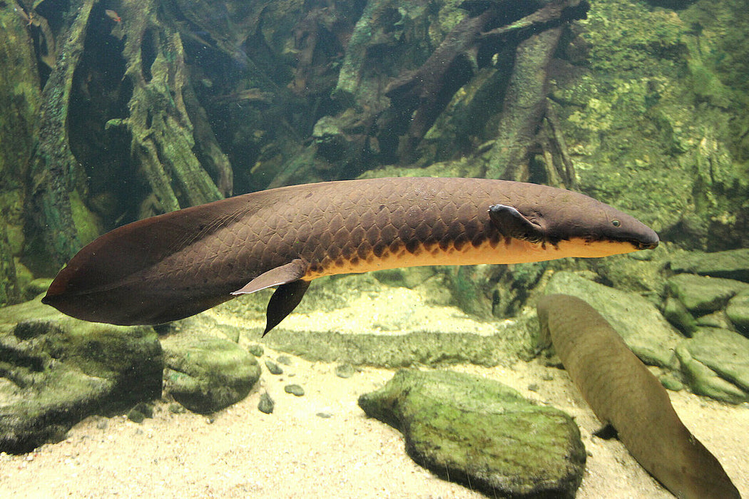 Australian Lungfish (Neoceratodus forsteri)