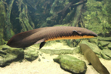 Load image into Gallery viewer, Australian Lungfish (Neoceratodus forsteri)
