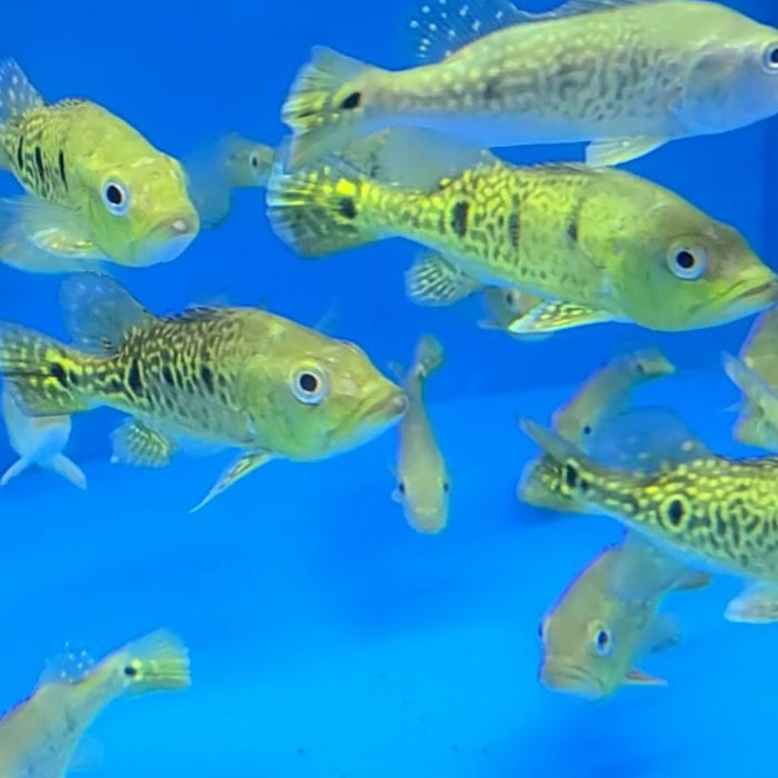 Spider Kelberi Peacock Bass (Cichla kelberi)