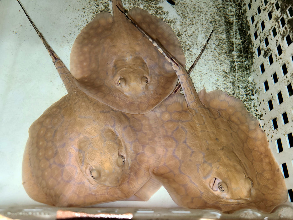Boesemani Stingray (Potamotrygon boesemani)