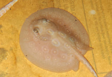 Load image into Gallery viewer, Albino Pearl Stingray (Potamotrygon jabuti)
