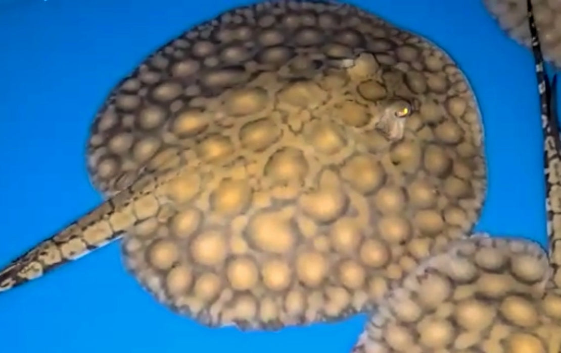 Boesemani Stingray (Potamotrygon boesemani)