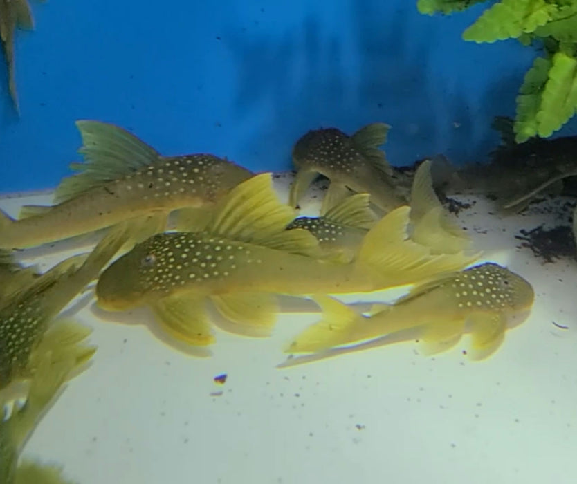 L200 Green Phantom Pleco (Hemiancistrus subviridis)