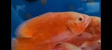 Load image into Gallery viewer, Chili Red Oscar Cichlid (Astronotus ocellatus)
