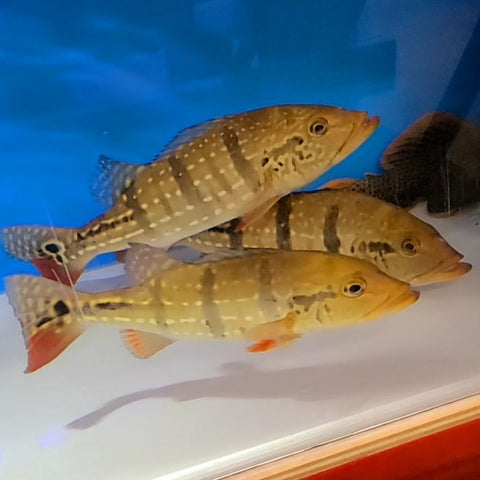 Temensis Paca Temensis Peacock Bass (Cichla temensis) – Predatory Fins