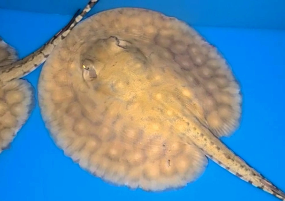 Boesemani Stingray (Potamotrygon boesemani)