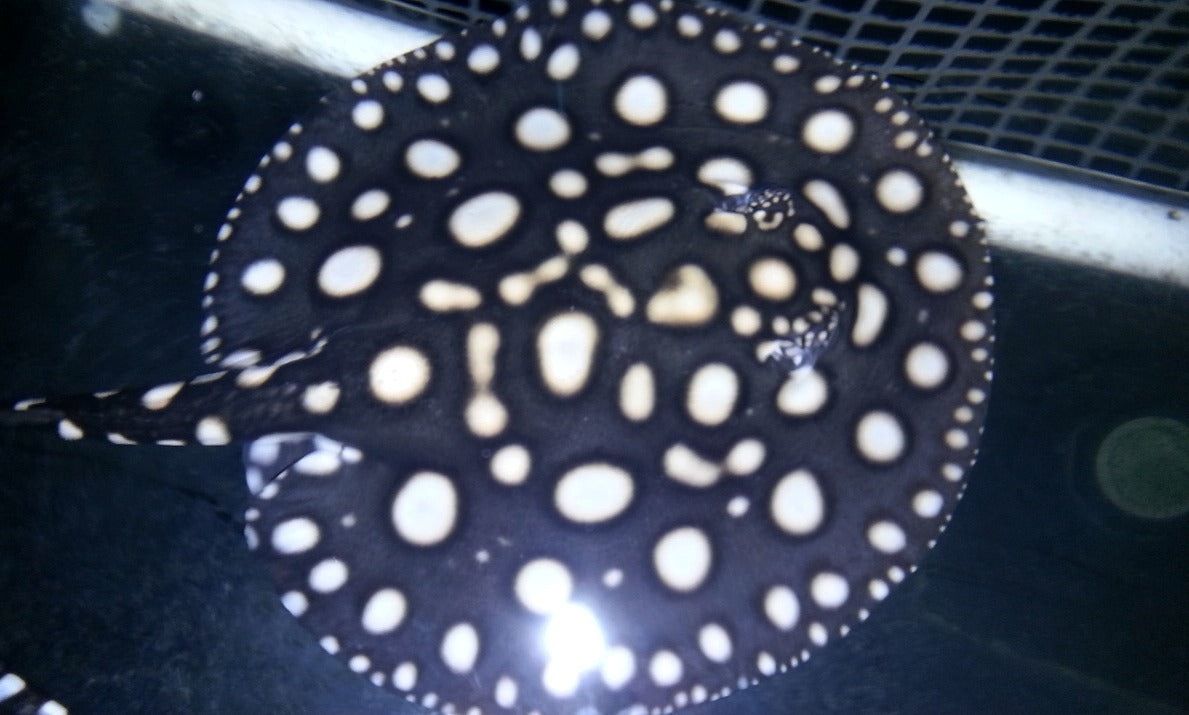 Big Spot Black Diamond Hybrid Stingray (Potamotrygon leopoldi sp)