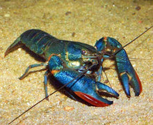 Load image into Gallery viewer, Giant Australian Redclaw Crayfish (Cherax quadricarinatus)
