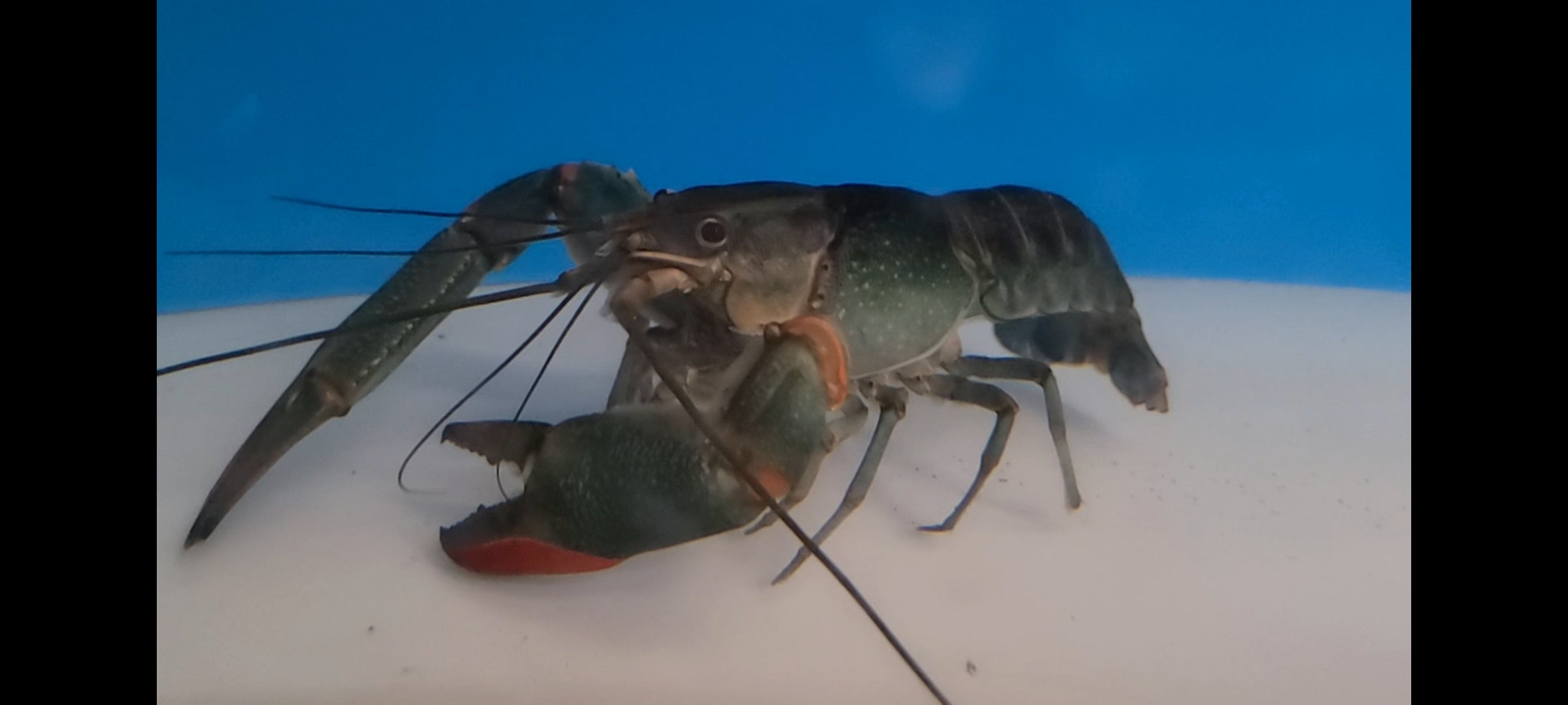 Giant Australian Redclaw Crayfish (Cherax quadricarinatus)