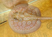 Load image into Gallery viewer, Albino Pearl Stingray (Potamotrygon jabuti)
