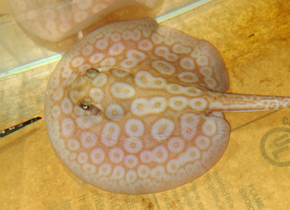 Albino Pearl Stingray (Potamotrygon jabuti)