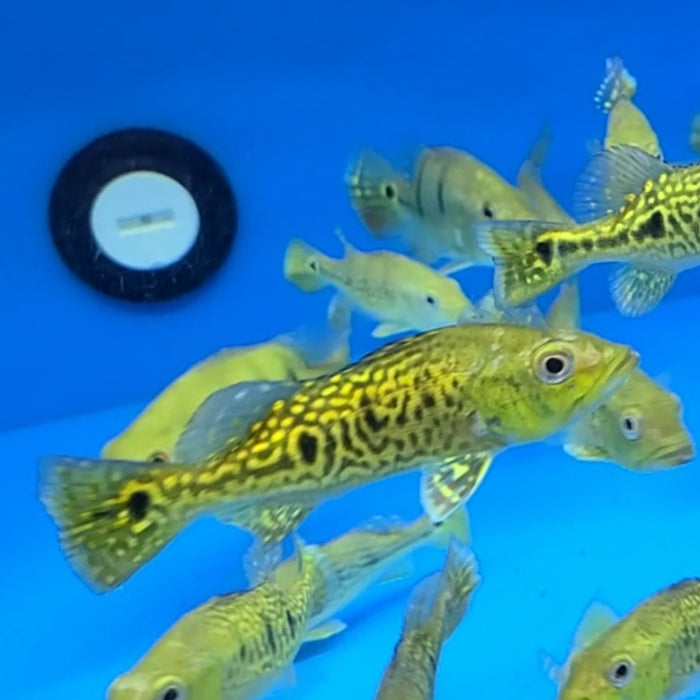 Spider Kelberi Peacock Bass (Cichla kelberi)