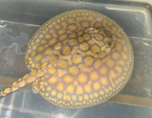 Load image into Gallery viewer, Designer Black Diamond Hybrid Stingray (Potamotrygon sp)
