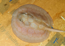 Load image into Gallery viewer, Albino Pearl Stingray (Potamotrygon jabuti)
