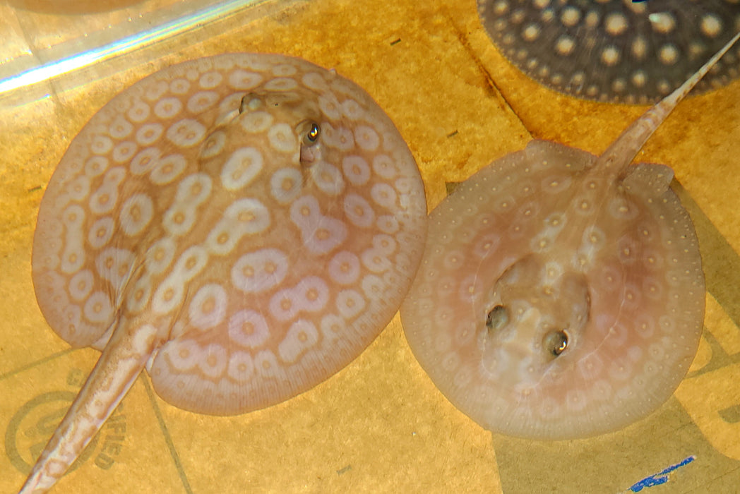 Albino Pearl Stingray (Potamotrygon jabuti)