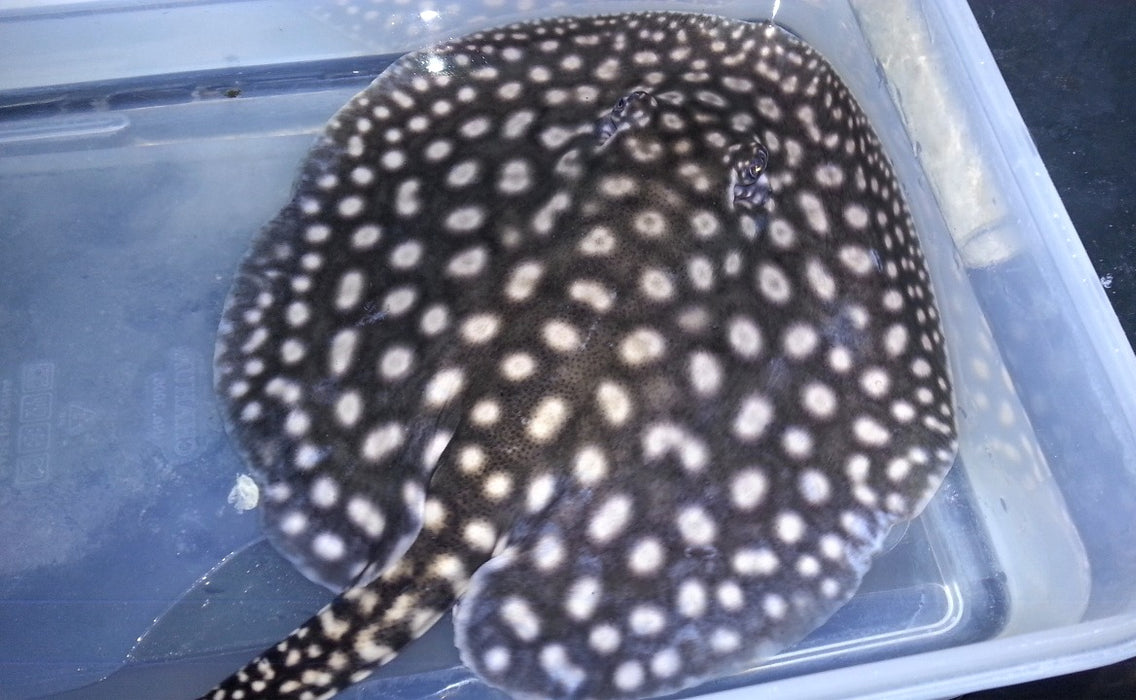 Galaxy P14 Hybrid Stingray (Potamotrygon albimaculata sp)