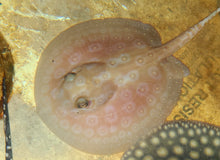 Load image into Gallery viewer, Albino Pearl Stingray (Potamotrygon jabuti)
