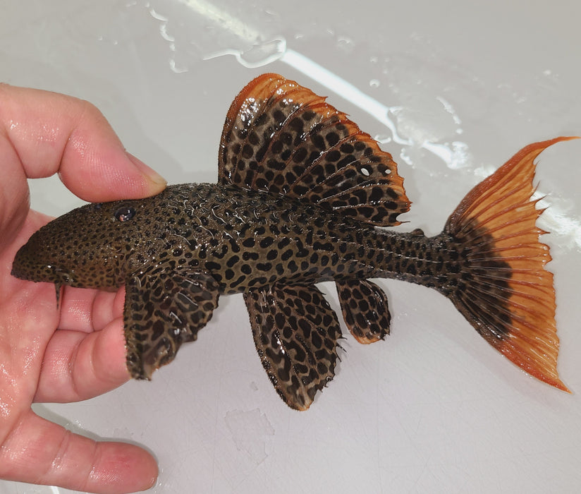 L600 Leopard Cactus Pleco (Pseudacanthicus Leopardus)