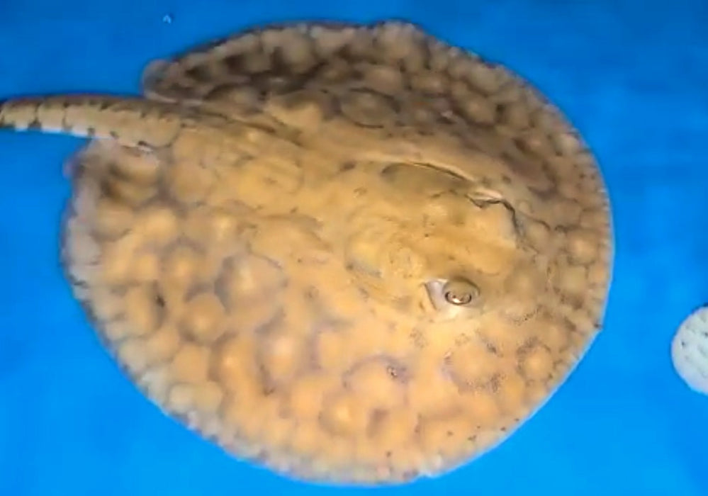 Boesemani Stingray (Potamotrygon boesemani)