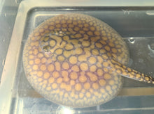 Load image into Gallery viewer, Designer Black Diamond Hybrid Stingray (Potamotrygon sp)
