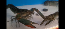 Load image into Gallery viewer, Giant Australian Redclaw Crayfish (Cherax quadricarinatus)
