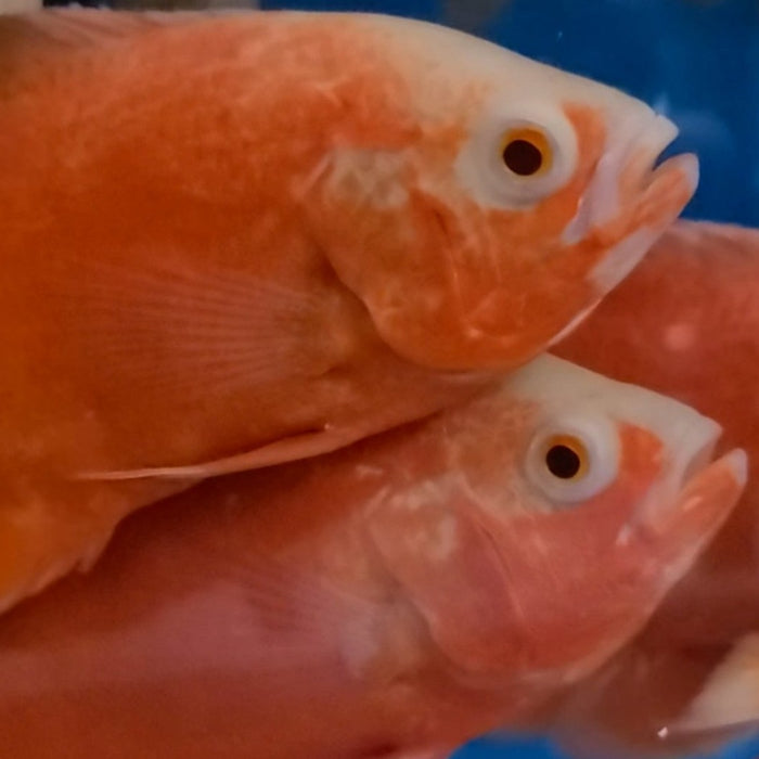 Chili Red Oscar Cichlid (Astronotus ocellatus)