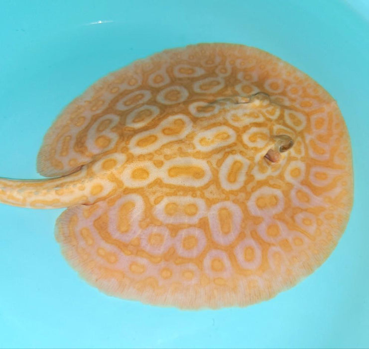 Albino Pearl Stingray (Potamotrygon jabuti)