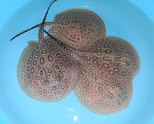Load image into Gallery viewer, Pearl Freshwater Stingray (Potamotrygon jabuti)
