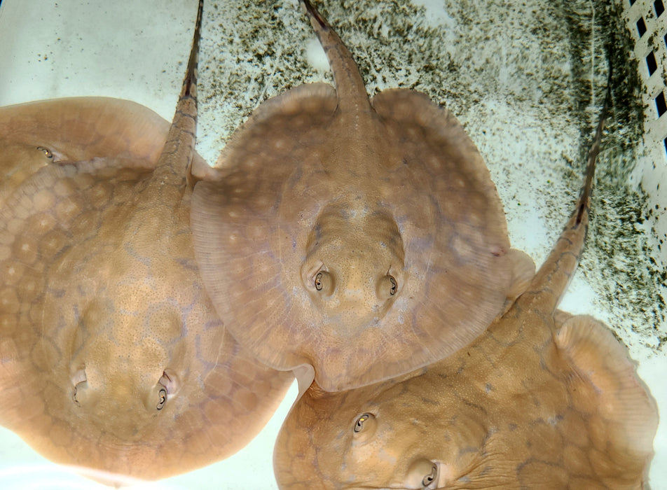 Boesemani Stingray (Potamotrygon boesemani)