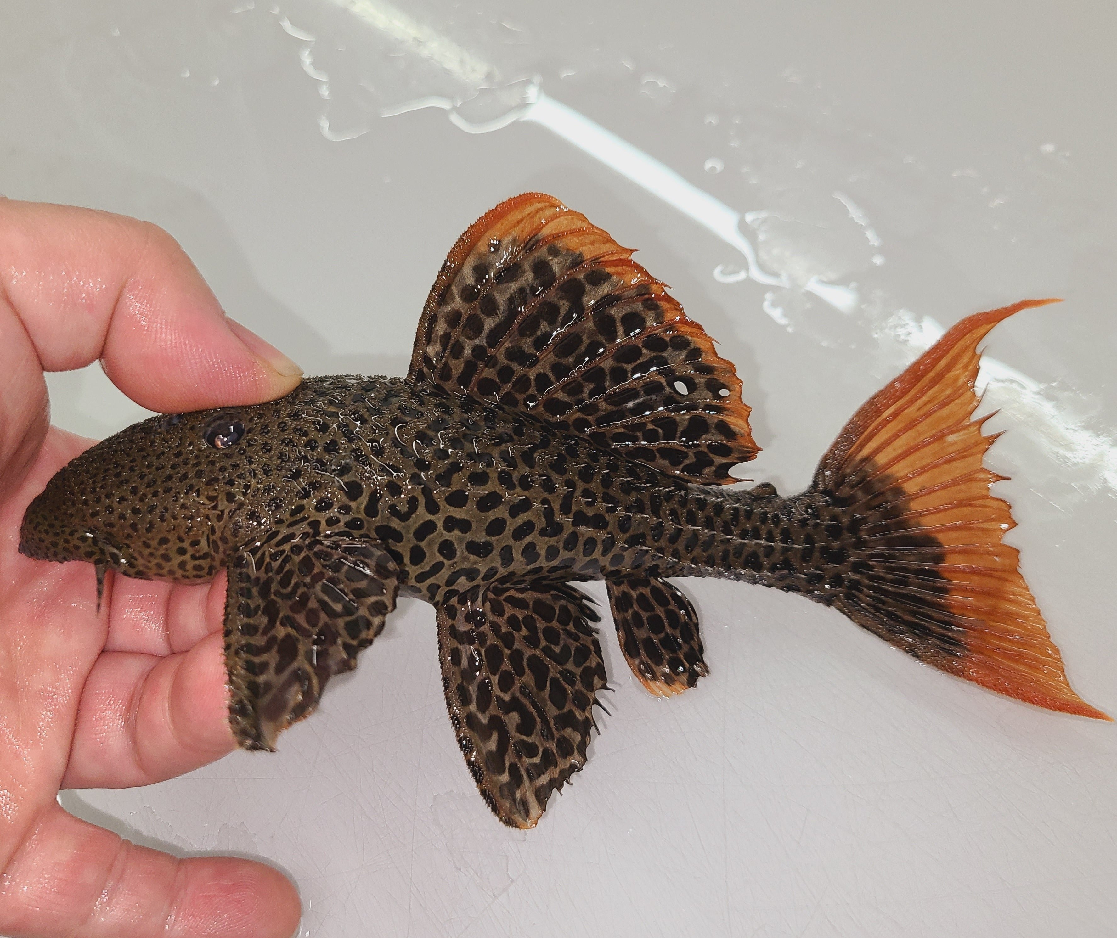 L600 Leopard Cactus Pleco (Pseudacanthicus Leopardus)