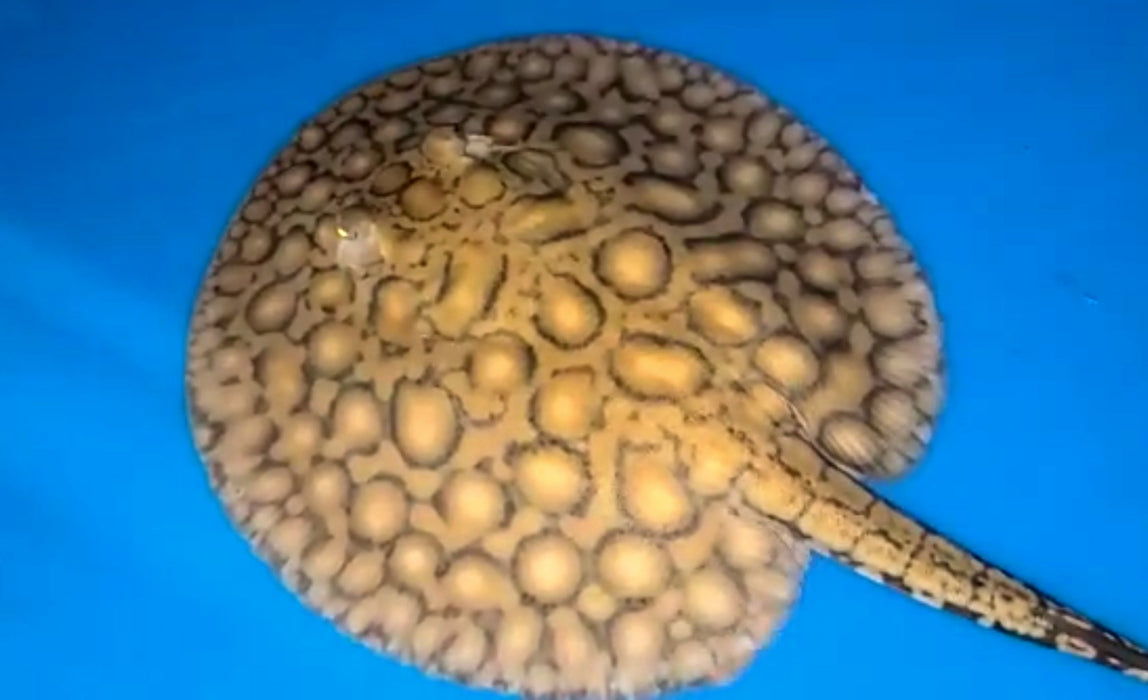 Boesemani Stingray (Potamotrygon boesemani)